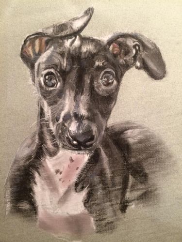 A4 Pastel Dog Portrait